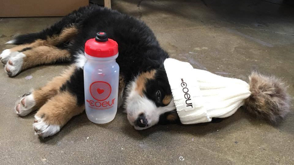 Dog with a water bottle