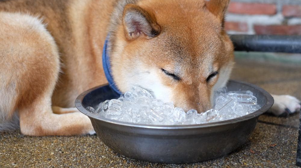 Dog with nose in bowl of ice