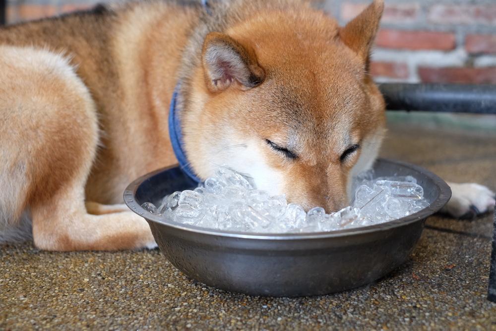 Dog with nose in bowl of ice