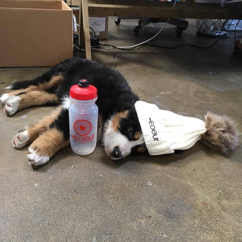 Dog with a water bottle