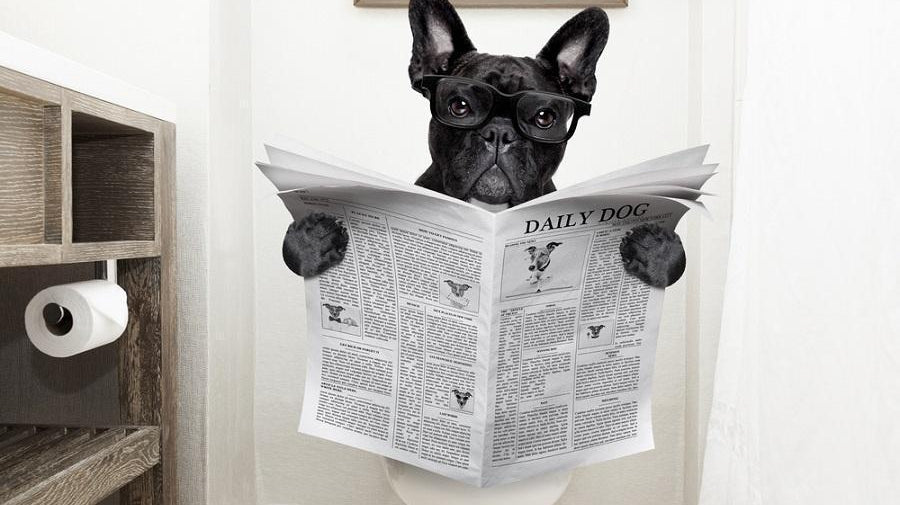 Dog reading a paper