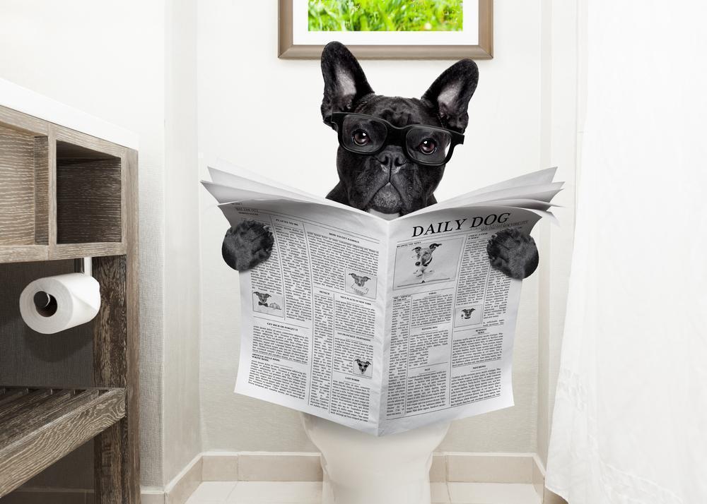 Dog on toilet
