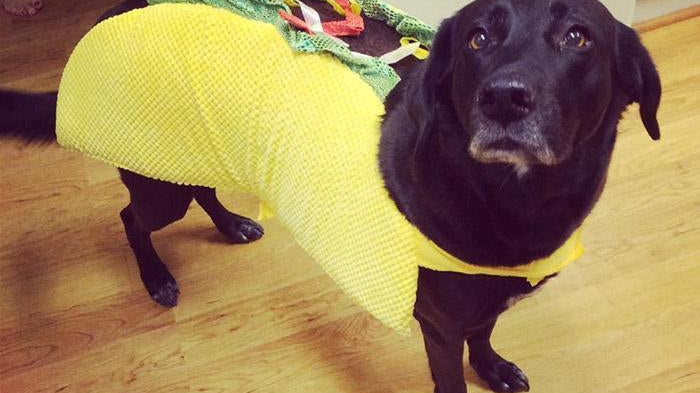 Dog in a taco costume