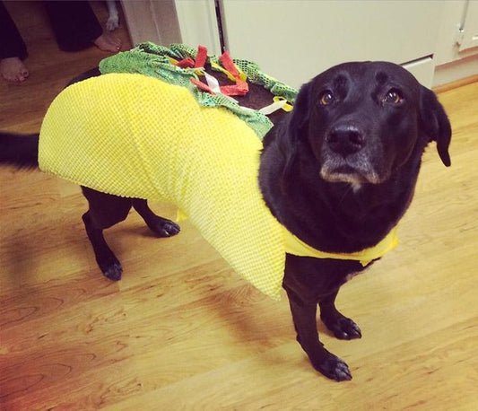 Dog in a taco costume