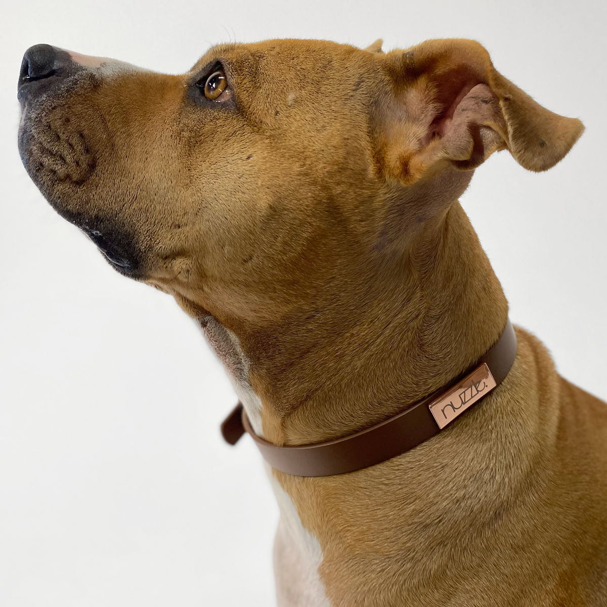 Coeur x Nuzzle Dog Collar – Coeur Sports Coeur x Nuzzle Dog Collar – Coeur Sports